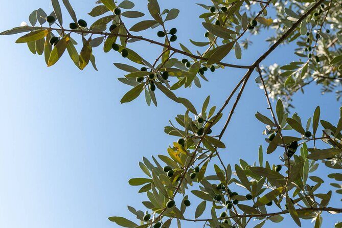 Olio Evo Gold Experience at Frantoio Buonamici in Fiesole - The Value of a Personal Touch