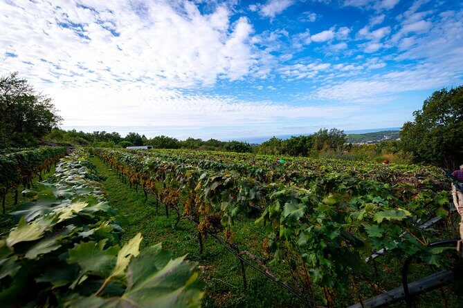 Olive farm & village - Introduction to the Dubrovnik Countryside Experience