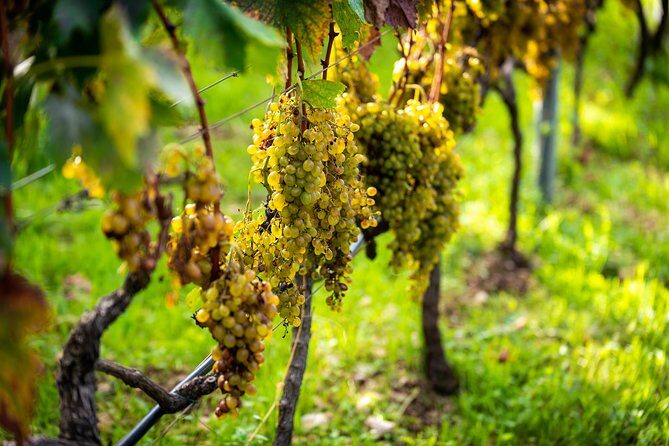 Olive farm & village - Who Will Love This Tour?