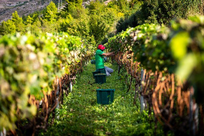 Olive farm & village - The Sum Up