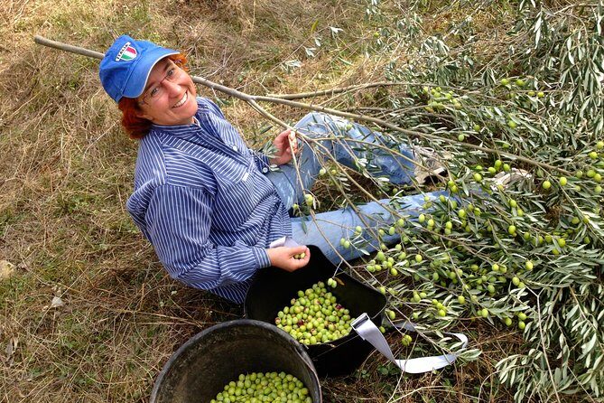 Olive Harvest in Provence - What to Expect on the Tour: A Practical Breakdown