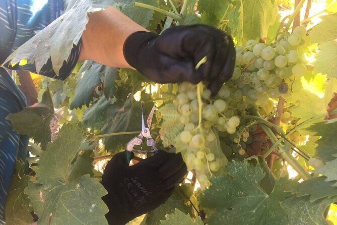 Olive Mill and Winery Experience at Castiglione in Teverina - An In-Depth Look at the Olive Mill and Winery Tour