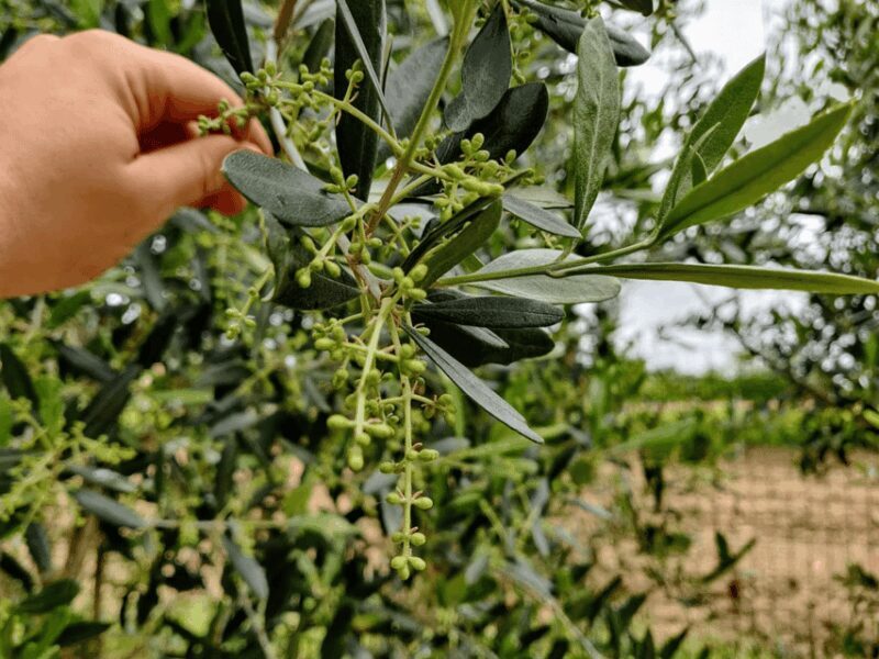 Olive Mill Tour and Tasting in the Padua Hills - An In-Depth Look at the Olive Mill Experience
