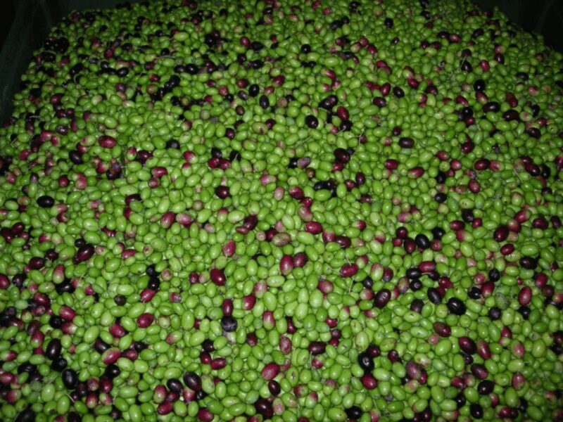 Olive Mill Tour and Tasting in the Padua Hills - FAQ