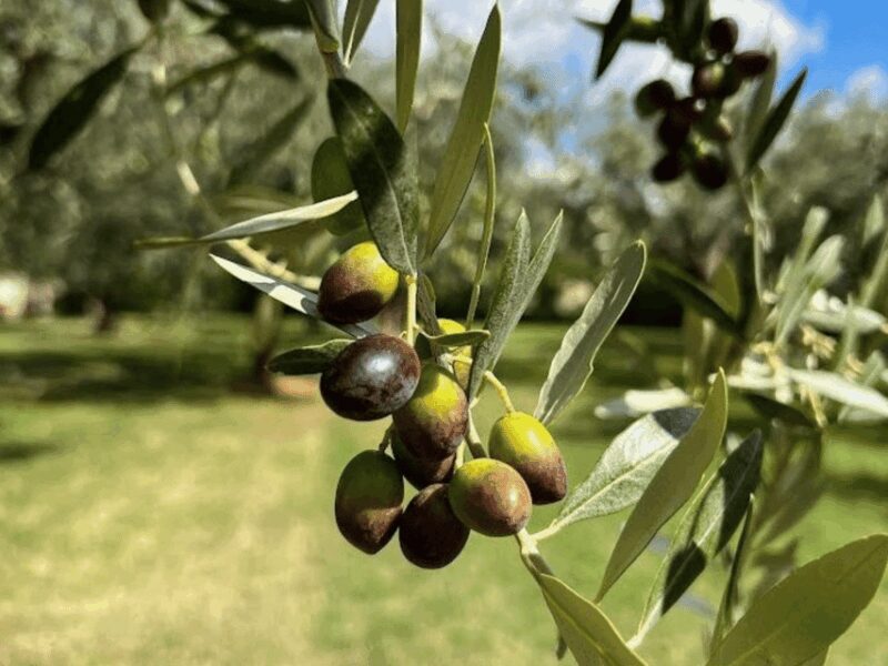 Olive Mill Tour and Tasting in the Verona Countryside - Frequently Asked Questions