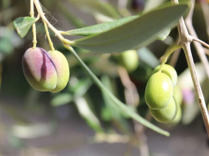 Olive Mill Tour with Oil and Food Tastings near Pisa - A Detailed Look at the Olive Mill Tour Experience
