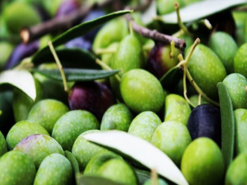 Olive Mill Tour with Oil and Food Tastings near Pisa - The Sum Up