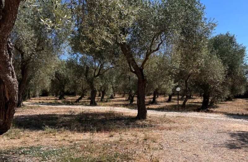 Olive Mill Tour with Olive Oil Tasting in Sassari - FAQ