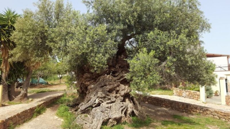 Olive Mill Visit & Olive oil Tasting 3-hour Trip Private - Key Points
