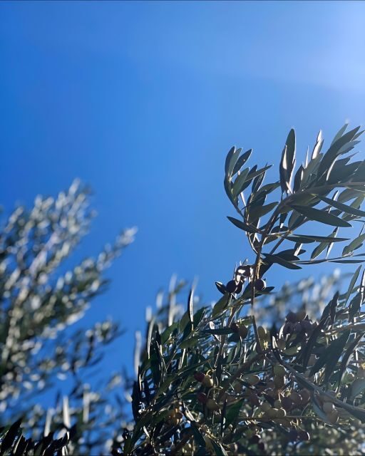 Olive Oil, Cheese, and Wine Tasting with Local Expert - Key Points
