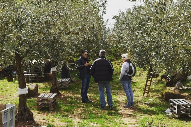 Olive Oil Experience - FAQ