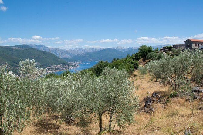 Olive oil farm to fork experience & short walking tour of Kotor - An Authentic Montenegrin Experience in Kotor and Lustica