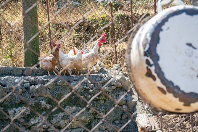 Olive oil farm to fork experience & short walking tour of Kotor - Authenticity and Guest Satisfaction