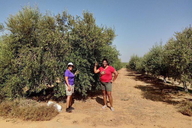 Olive Oil Farm Tour with Tasting from Seville - Hands-On Olive Oil Experience from Seville: What You Need to Know