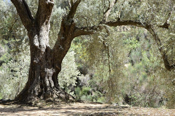 Olive Oil Farm Tour with Tasting from Seville - Key Points