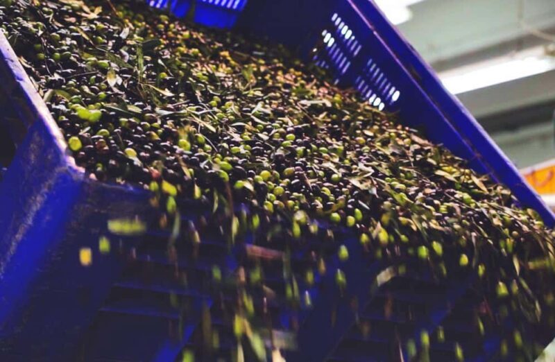 Olive Oil Mill Tour with Tasting and Gift near Bari - A Deep Dive into the Olive Oil Mill Tour Experience