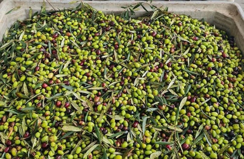 Olive Oil Mill Tour with Tasting and Gift near Bari - Who Should Consider This Tour?