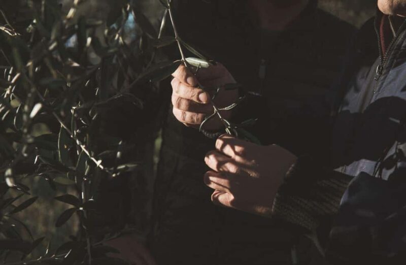 Olive Oil Mill Tour with Tasting and Gift near Bari - Frequently Asked Questions