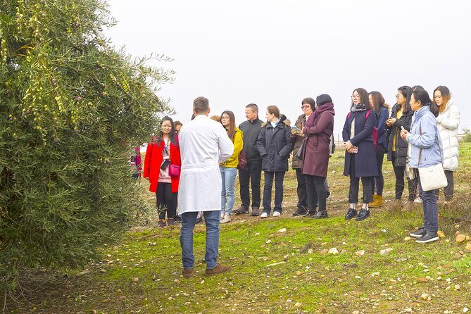 Olive Oil Mill Visit with Extra-Virgin Olive Oil Tasting in Jaén - Who Should Book This Tour?