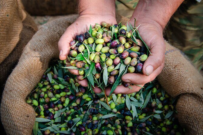 Olive Oil Private Tour in Portugal - Key Points