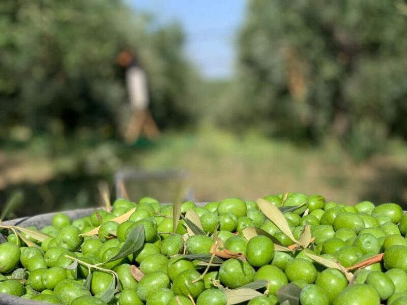 Olive oil tasting and olive grove walking tour - Key Points