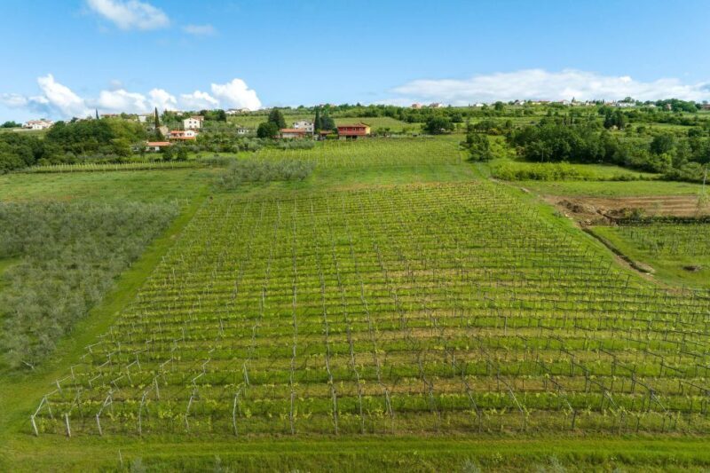 Olive Oil Tasting Experience a Journey of Flavors and Aromas - What to Expect from the Olive Oil Tasting Experience