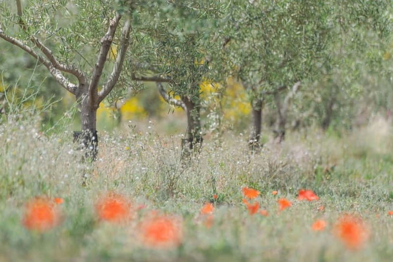 Olive Oil Tasting Experience in Nicolosi - The Value of the Experience