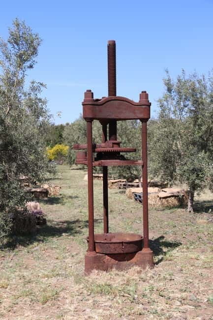 Olive Oil Tasting Experience in Nicolosi - Who Will Love This Tour?