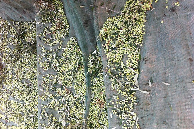 Olive Oil Tasting Tour - A Deep Dive into the Olive Oil Tasting Tour in Crete