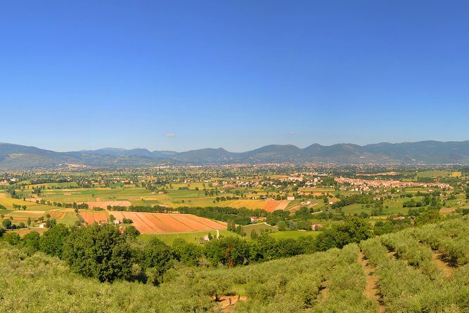 Olive oil tasting with oil mill tour in Umbria. - An In-Depth Look at the Olive Oil Tour Experience