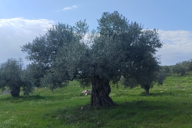 Olive oil tasting with seminar in Metagitsi - Halkidiki - FAQ