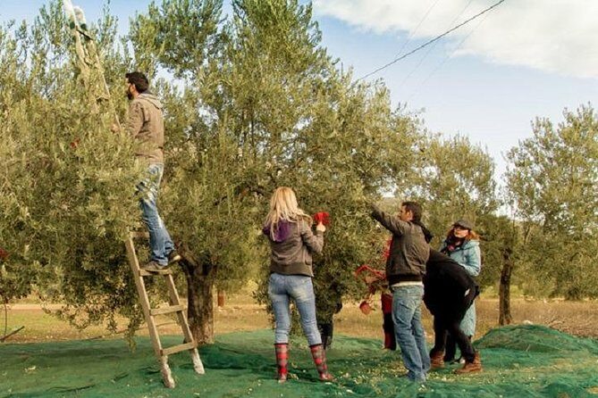 Olive Oil Tour close to Nafplio - Whats Included and Whats Not