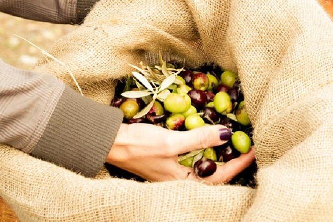 Olive Oil Tour close to Nafplio - Who Should Consider This Tour?