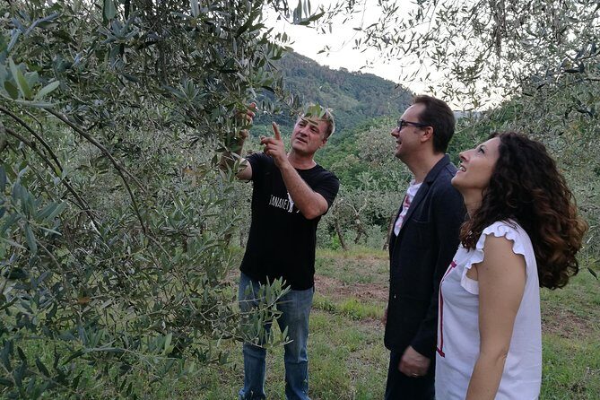 Olive Oil tour with Tuscan dinner - A Closer Look at the Olive Oil and Tuscan Dinner Experience