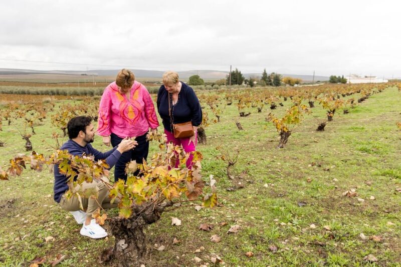 OLIVE OIL & WINE TOUR Organic fields - 5 Wines + 3Olive Oils - Exploring the Olive Oil & Wine Tour in Andalusia: Authentic, Educational, and Delicious