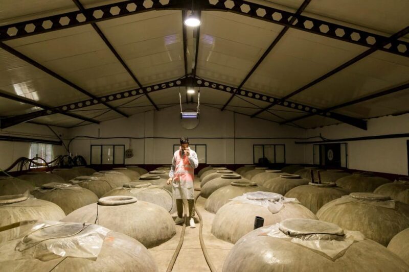 OLIVE OIL & WINE TOUR Organic fields - 5 Wines + 3Olive Oils - An In-Depth Look at the Tour Experience