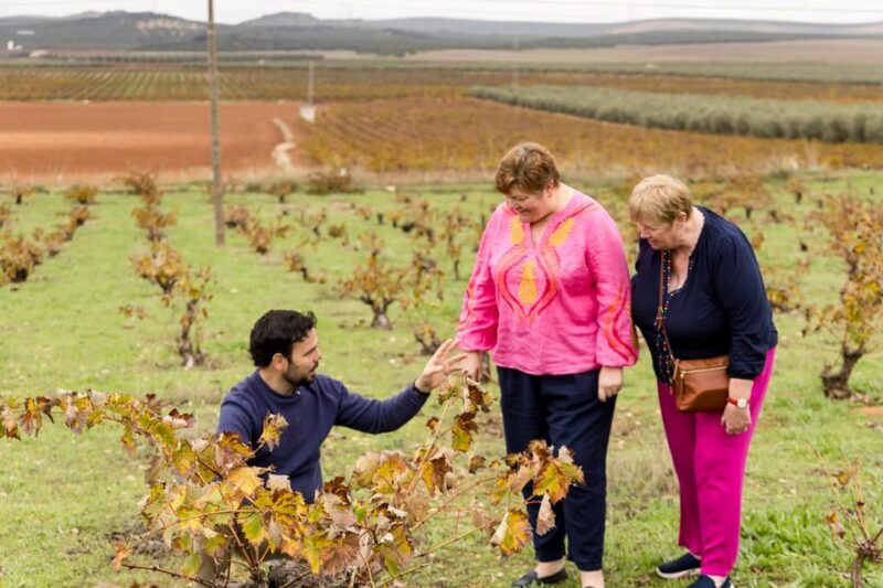 OLIVE OIL & WINE TOUR Organic fields - 5 Wines + 3Olive Oils - Who Would Love This Tour?