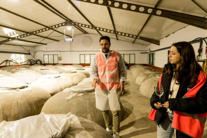 OLIVE OIL & WINE TOUR Organic fields - 5 Wines + 3Olive Oils - Final Thoughts