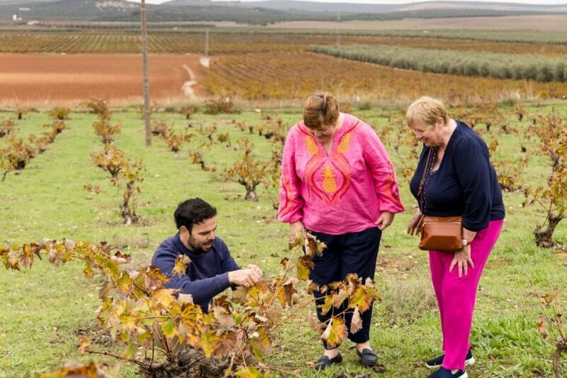 OLIVE OIL & WINE TOUR Organic fields - 5 Wines + 3Olive Oils - FAQs