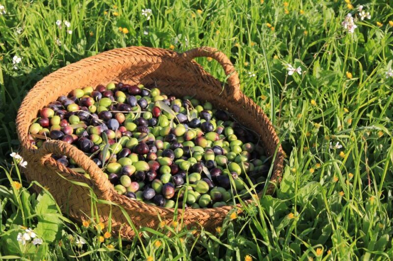 Olive plant and mill visit and tasting - Who Will Love This Tour?