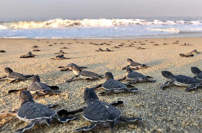 Olive Ridley Turtle Release Experience - Final Thoughts: Who Will Love This Tour?