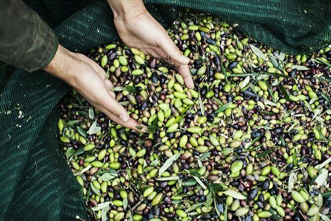 Olive Tour & Tasting - An In-Depth Look at the Olive Tour & Tasting