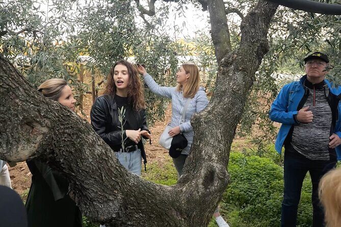 Olive Tree Tour, Visit Vallarella Oil Mill, Oil Tasting - Who Should Consider This Tour?