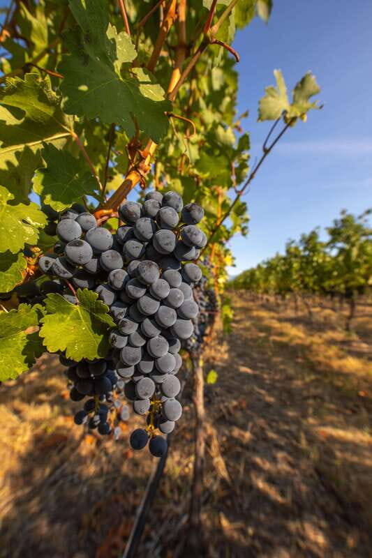 Oliver: Oliver Full Day Guided Wine Tour - An Authentic Taste of Oliver’s Winery Scene