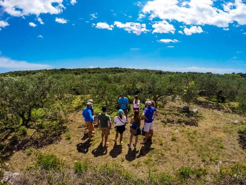 olta Island from Split: 5-Hour Olive Oil Tour with Lunch - In-Depth Look at the Olta Island Olive Oil Tour