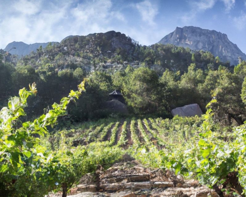 Olympia Treasures: Private Oil, Honey and Wine Tasting Tour - A Detailed Look at the Olympia Treasures Tour Experience