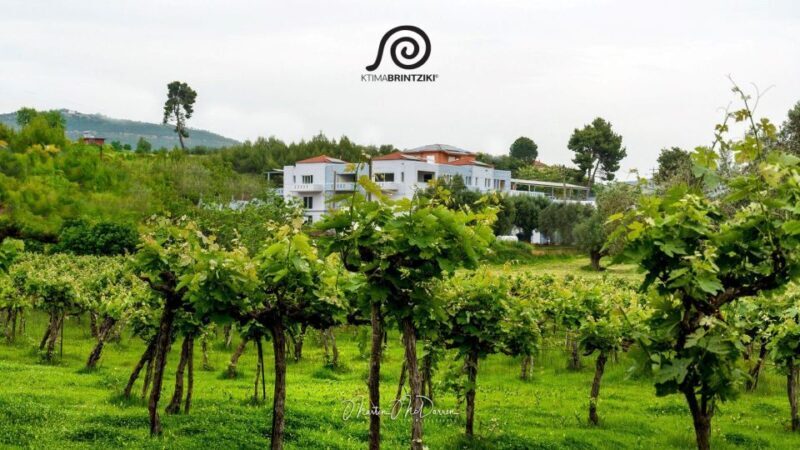 Olympia's Secrets & Wine Enchantment Tour - All Included - Wine Tasting at Brintzikis Winery