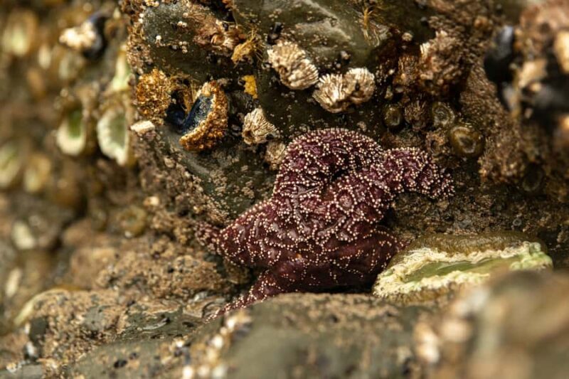 Olympic Full Day Private Tour & Hike - An Introduction to the Olympic Full Day Private Tour & Hike