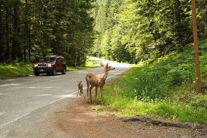 Olympic National Park Day Tour from Seattle - The Sum Up: Who Will Appreciate This Tour?