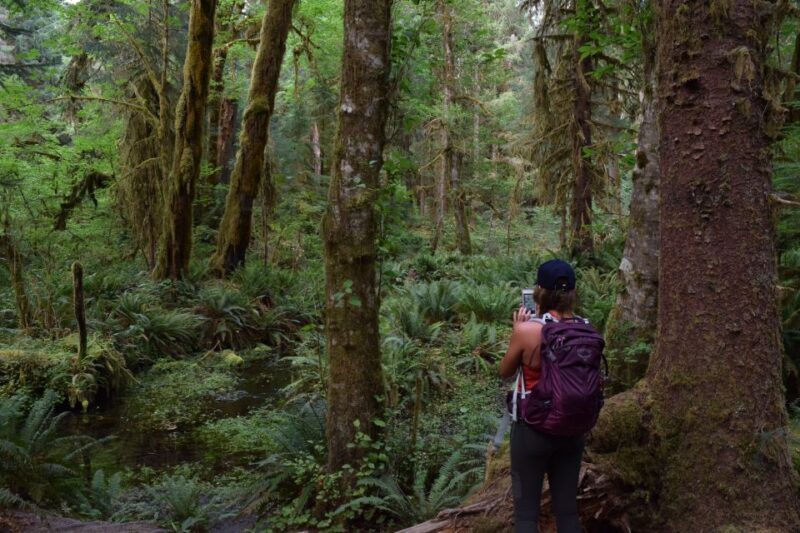 Olympic National Park: Hoh Rain Forest and Rialto Beach Tour - An In-Depth Look at the Olympic National Park: Hoh Rain Forest & Rialto Beach Tour